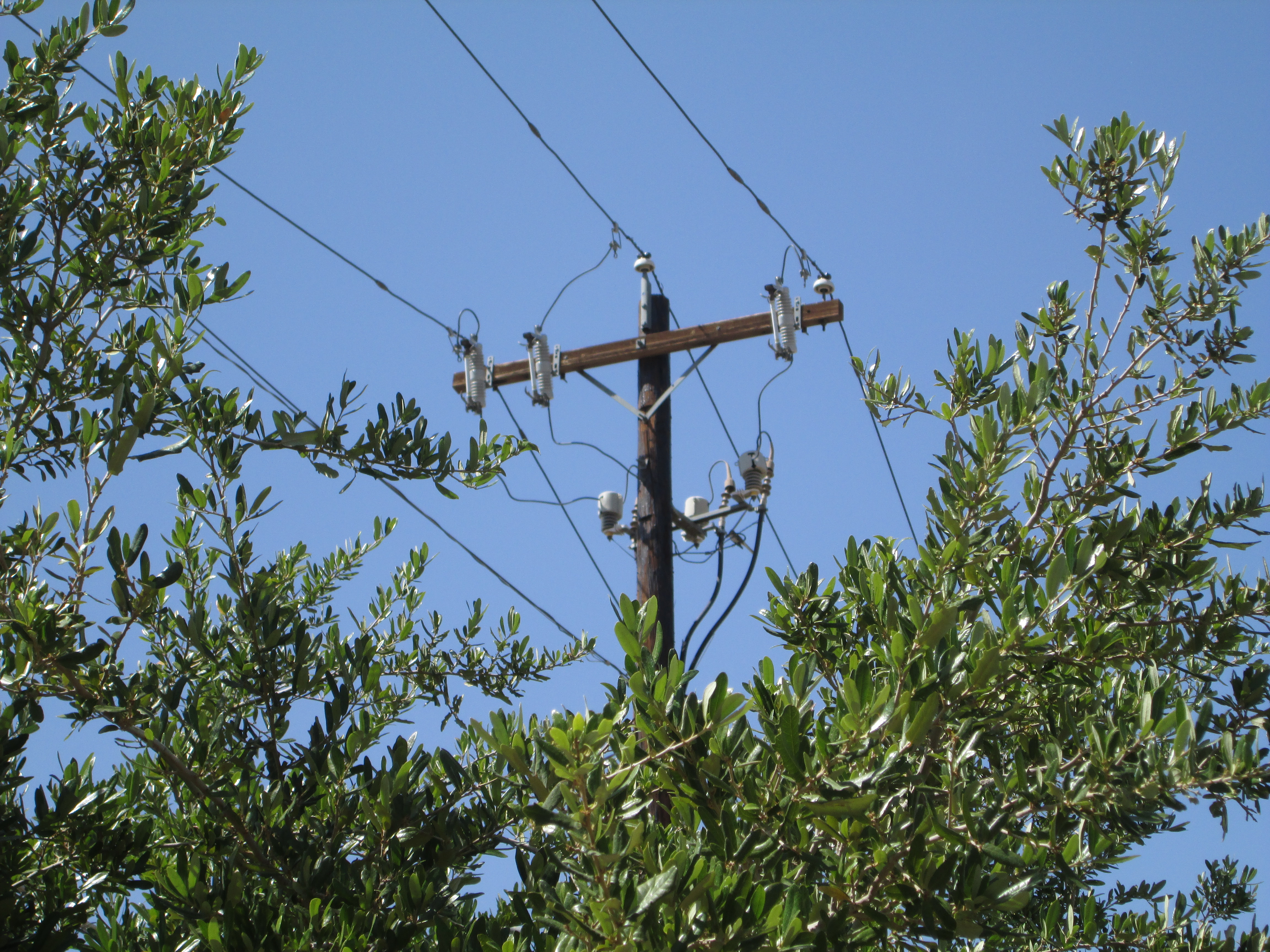 Power lines running through trees.
