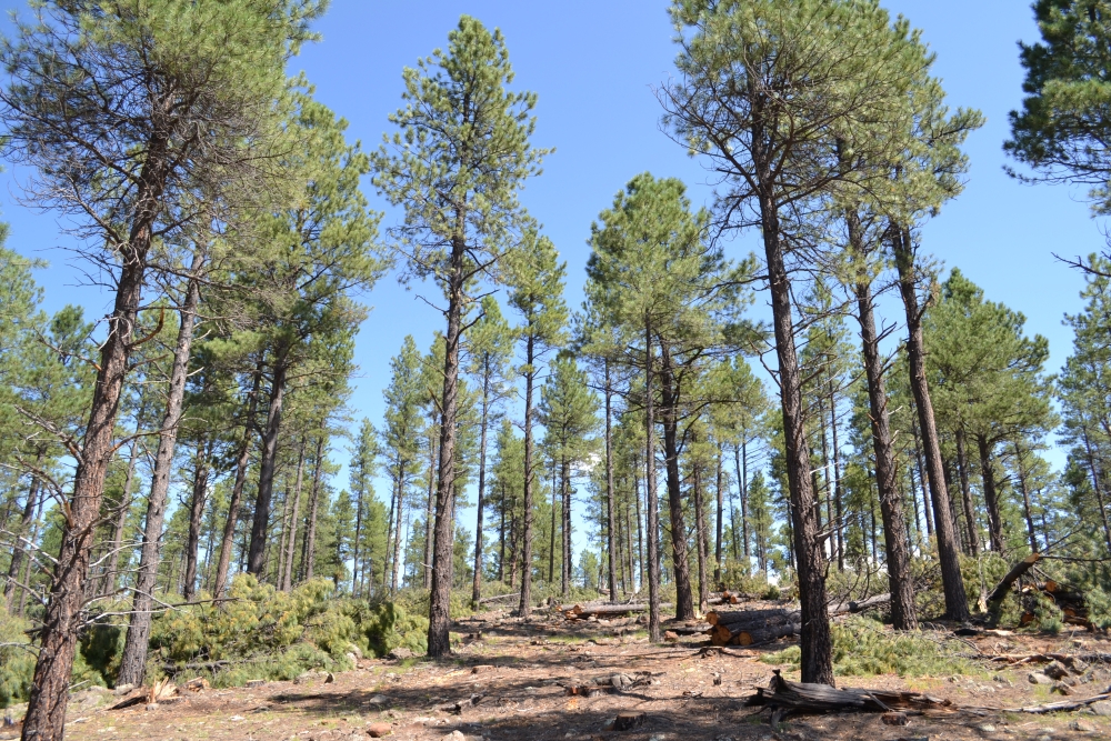 Trees that have been killed by beetles