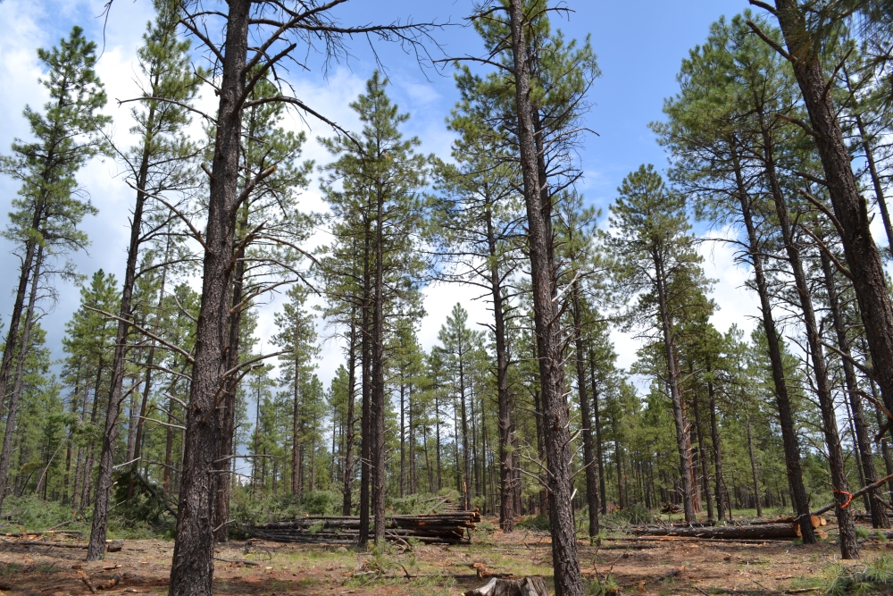 Trees that have been killed by beetles