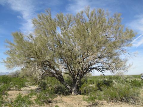 Native Tree