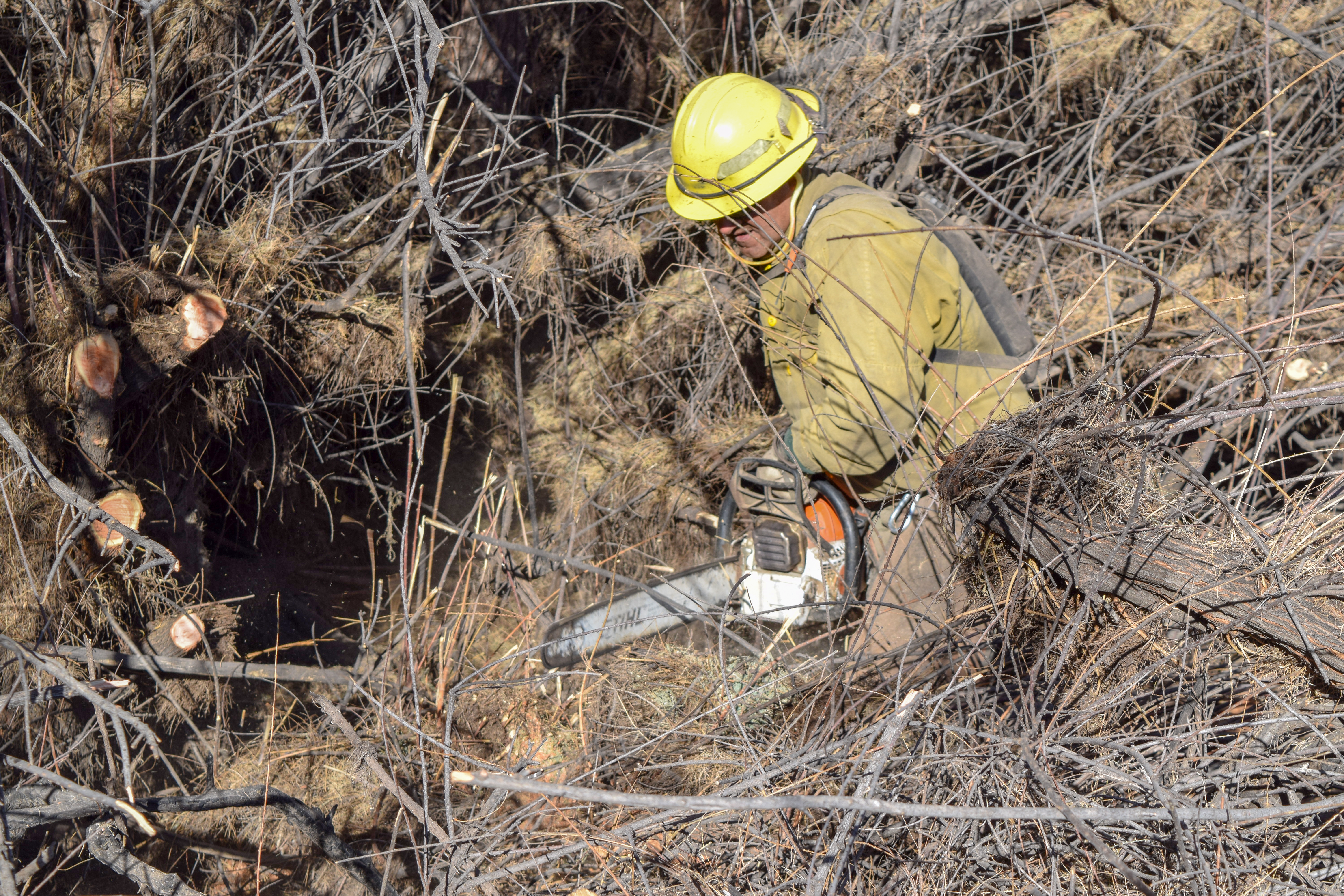 Salt Cedar Removal Project Near Safford